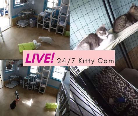 Kitty Cam